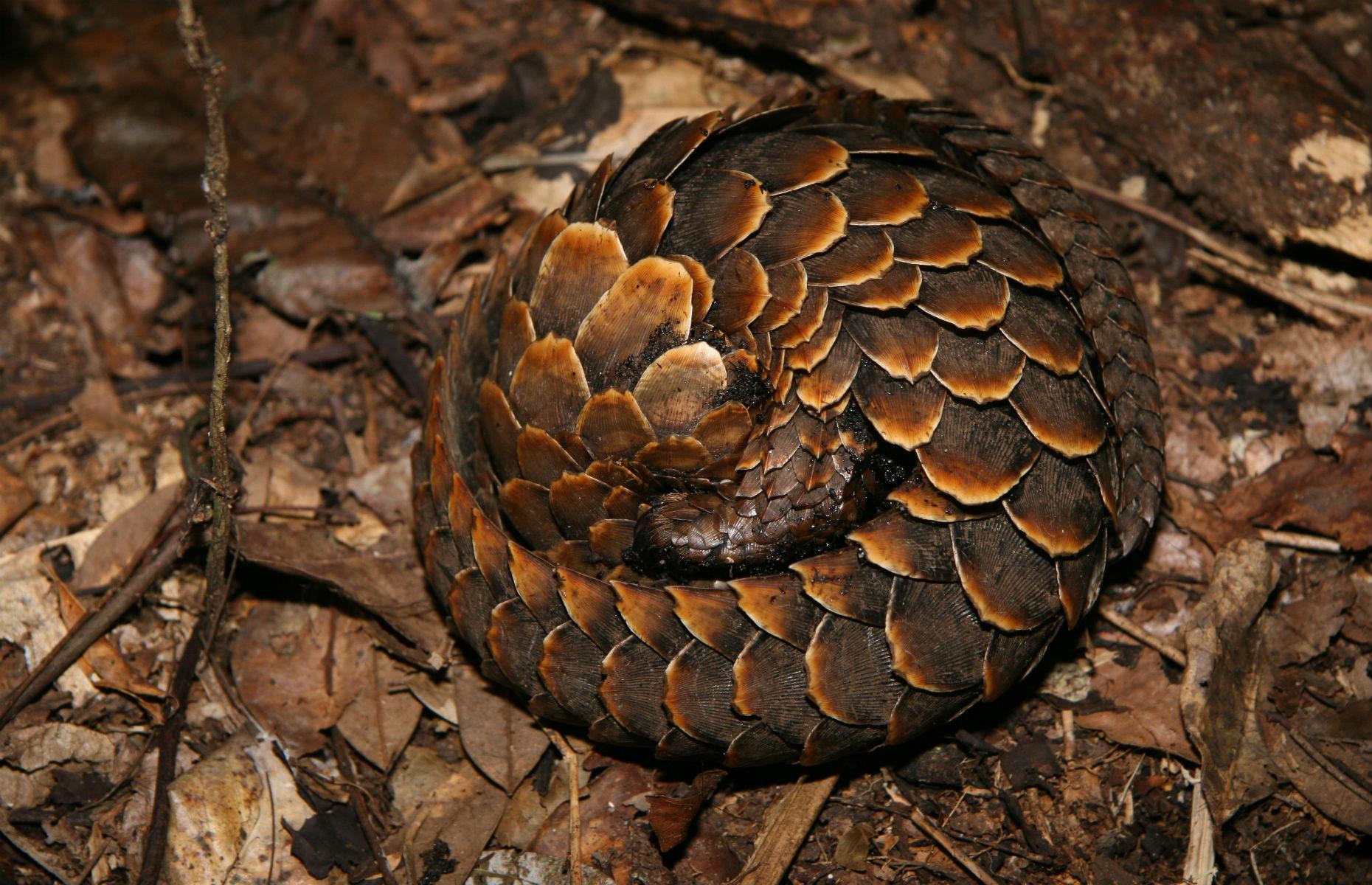 Pangolins in the Central African Republic
